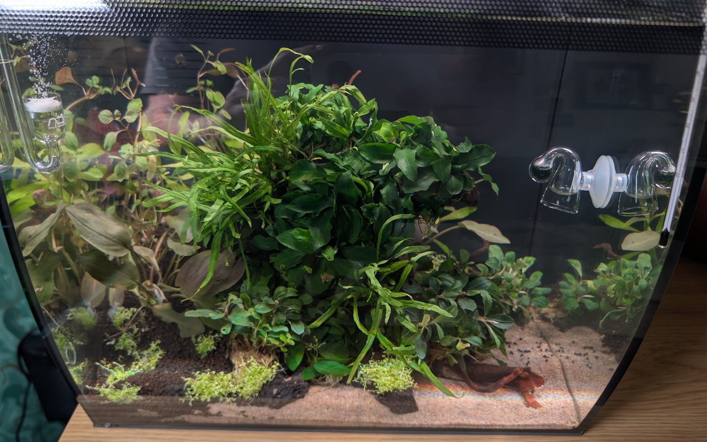 Compact planted aquarium