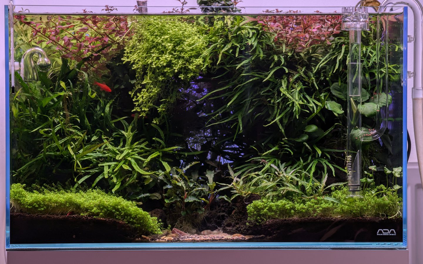 Established nature-style planted aquarium